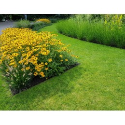 Vejos apvado bortelis EasyBord 45mm vejos žievė 3 inkarai/m komplektas