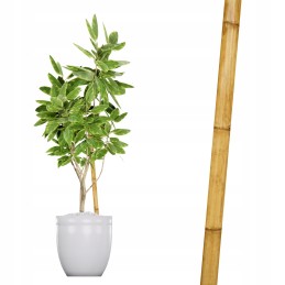 Bambusest masti taimetugi 30cm 16-22mm