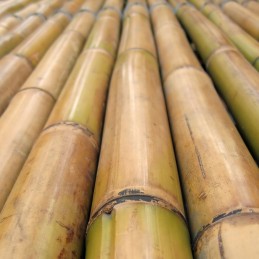 Bambuko stulpo augalo atrama 30cm 16-22mm
