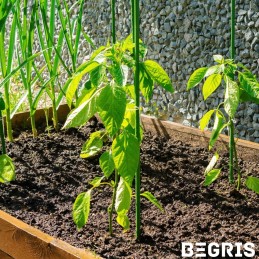 ☘️Pomidorų sodinukai su stiebu 150cm 1 vnt PLIENINIAI pomidorų stulpeliai☘️