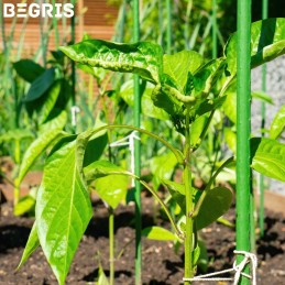 ☘️Pomidorų sodinukai su stiebu 150cm 1 vnt PLIENINIAI pomidorų stulpeliai☘️