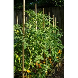 POLE SPRENDIMAS POMIDORIams DARŽOVĖMS EKO pušis 100cm
