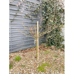 POLE SPRENDIMAS POMIDORIams DARŽOVĖMS EKO pušis 100cm