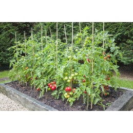 POLE SPRENDIMAS POMIDORIams DARŽOVĖMS EKO pušis 100cm