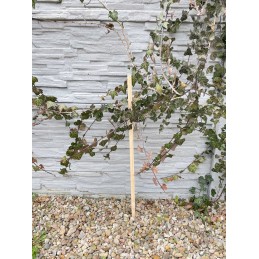 POLE SPRENDIMAS POMIDORIams DARŽOVĖMS EKO pušis 100cm