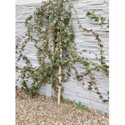 POLE SPRENDIMAS POMIDORIams DARŽOVĖMS EKO pušis 100cm