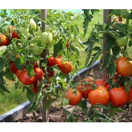 POLE SPRENDIMAS POMIDORIams DARŽOVĖMS EKO pušis 100cm