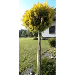 Atrama, pomidorų ir pipirų žiedų kuolas, 60 cm 22