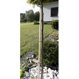 Atrama, pomidorų ir pipirų žiedų kuolas, 60 cm 22