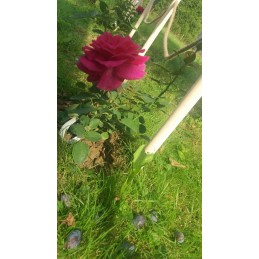 MEDINIS ATRAMAS JUOSTOS