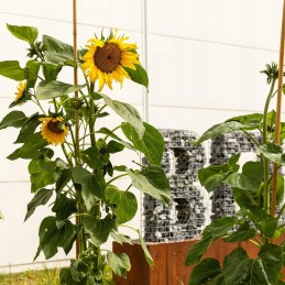 Žiurkėno bambuko lazdelė 120 cm x 14 mm 1 vnt.