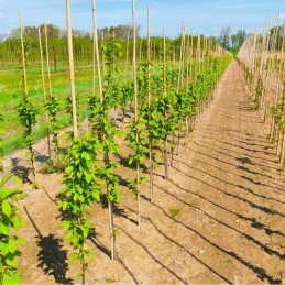 Žiurkėno bambuko lazdelė 120 cm x 14 mm 1 vnt.