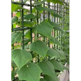 TOMATO PLANT STICK COATED SUPPORT 0.8x120cm