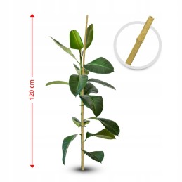 ATRAMAS AUGALAMS, atrama vijoklinėms gėlėms, 120,5 cm