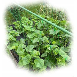 POMIDORIŲ AUGALŲ POLAS, DENGTA ATRAMA 120cm