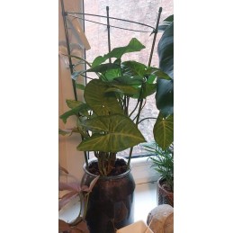 ŽIEDAS GĖLĖLĖMS 60cm 1Vnt. BRADAS SODO KOPĖČIAS