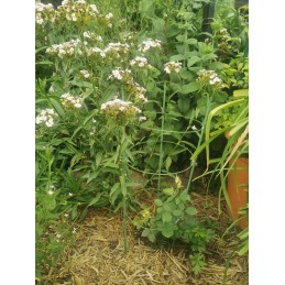 ŽIEDAS GĖLĖLĖMS 60cm 1Vnt. BRADAS SODO KOPĖČIAS