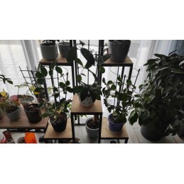 ŽIEDAS GĖLĖLĖMS 60cm 1Vnt. BRADAS SODO KOPĖČIAS