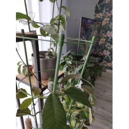 ŽIEDAS GĖLĖLĖMS 60cm 1Vnt. BRADAS SODO KOPĖČIAS