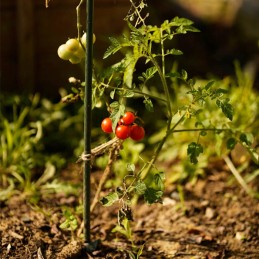 DENGTAS PLIENINIS STILAS AUGALŲ 120 cm