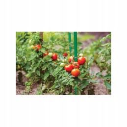 BRADAS SODO stiebo lazdelė ATLAIKOMA POMIDORIŲ AUGALUS 1,6X120