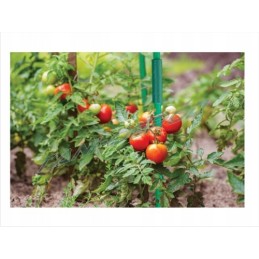 BRADAS SODO stiebo lazdelė ATLAIKOMA POMIDORIŲ AUGALUS 1,6X120