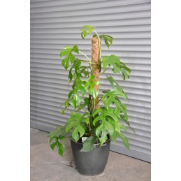 KOKOSO RIEŠUTŲ KULIS 40 CM FI32 AUGALŲ ATRAMIMO stiebas