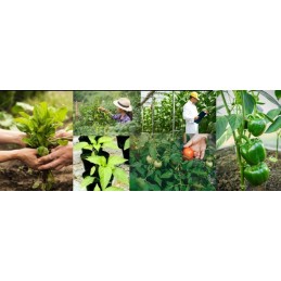 PVC GĖLIŲ vazonas su juostele 20cm x 18cm - 1 vnt.