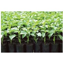 PVC GĖLIŲ vazonas su juostele 20cm x 18cm - 1 vnt.