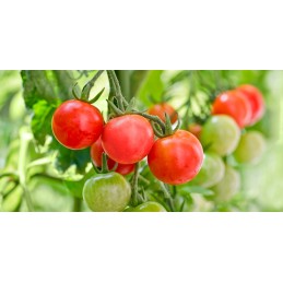 PVC GĖLIŲ vazonas su juostele 20cm x 18cm - 1 vnt.