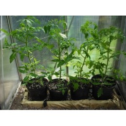 PVC GĖLIŲ vazonas su juostele 20cm x 18cm - 1 vnt.