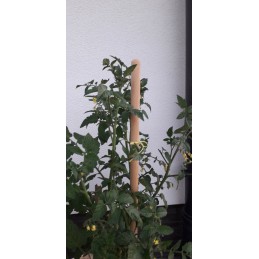 MEDINIS ATRAMAS AUGALMS, 2 Vnt