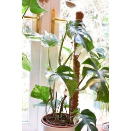 Kokoso kuolas 40 cm / 25 mm