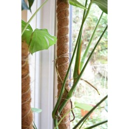 Kokoso kuolas 40 cm / 25 mm