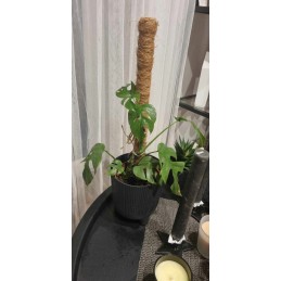 Kokoso kuolas 40 cm / 25 mm