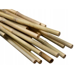 BAMBUKO POLAI 60 cm 10 vnt