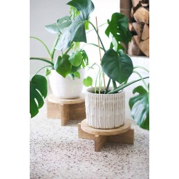 BAMBUKO POLAI 60 cm 10 vnt