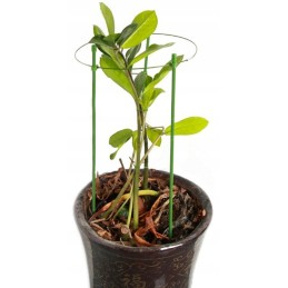 ŽIEDAS ATRAMAS GĖLĖMS IR DARŽOVĖMS 25 cm