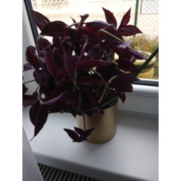 ŽIEDAS ATRAMAS GĖLĖMS IR DARŽOVĖMS 25 cm