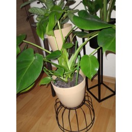 ŽIEDAS ATRAMAS GĖLĖMS IR DARŽOVĖMS 25 cm