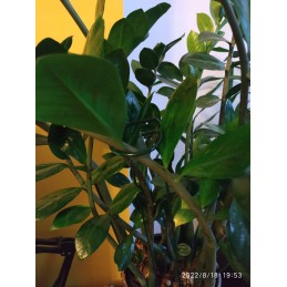 VIENA ATRAMA AUGALMS, ŽIEDAS H60 CM