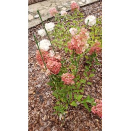 Žiedinė atrama augalams 60cm