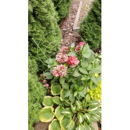 Žiedinė atrama augalams 60cm