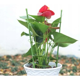 Žiedinė atrama augalams 60cm