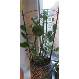 Žiedinė atrama augalams 60cm