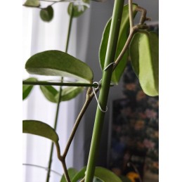 Žiedinė atrama augalams 60cm