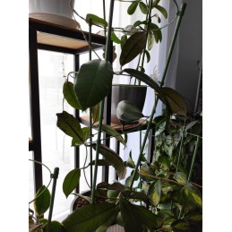 Žiedinė atrama augalams 60cm