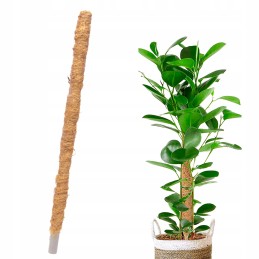 🥥 COCONUT PLANT STAKE 🥥
