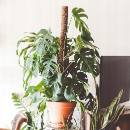 🥥 COCONUT PLANT STAKE 🥥