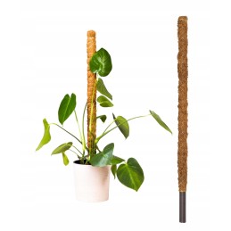 🥥 COCONUT PLANT STAKE 🥥